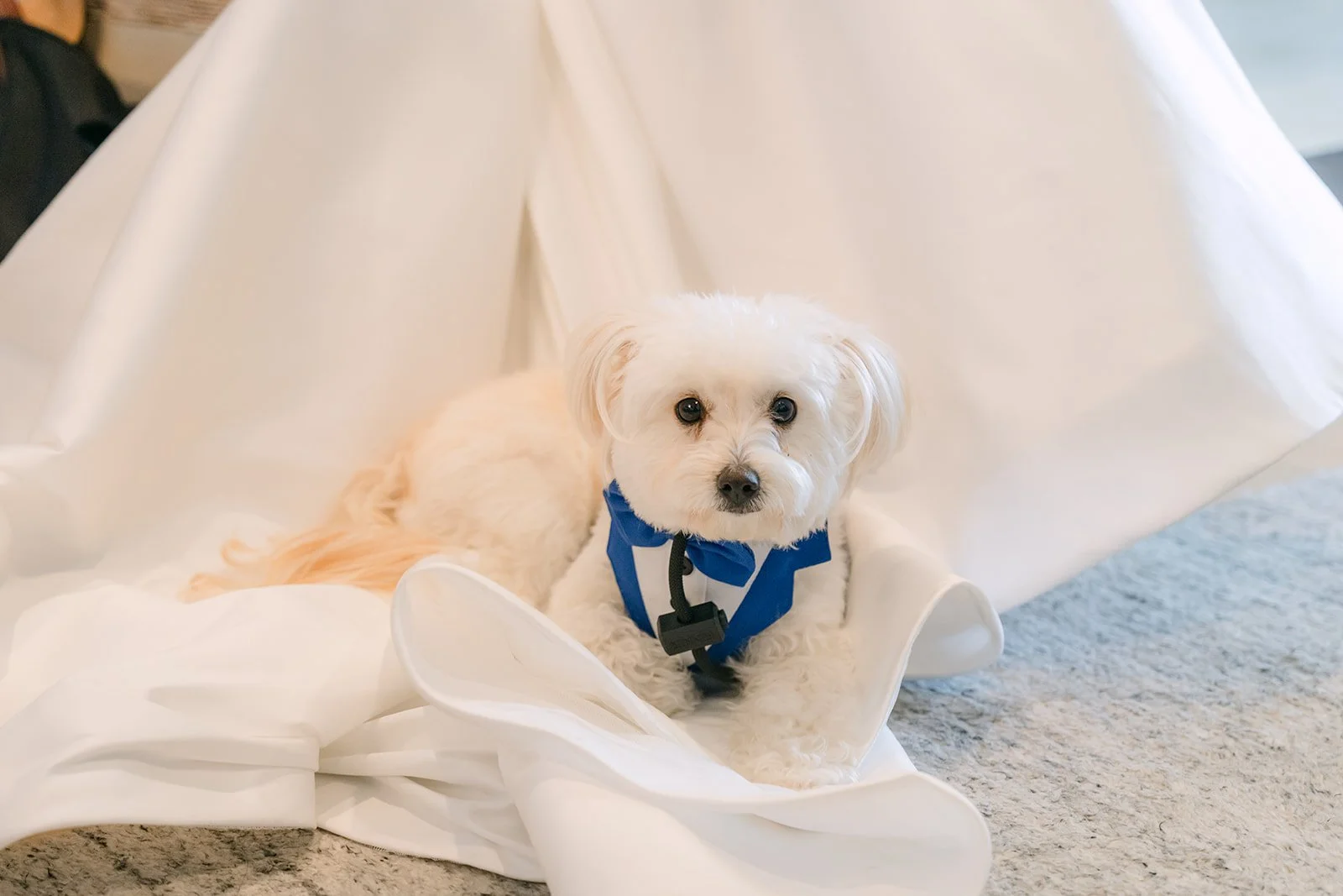 The dog resting on the train of Saya's gown