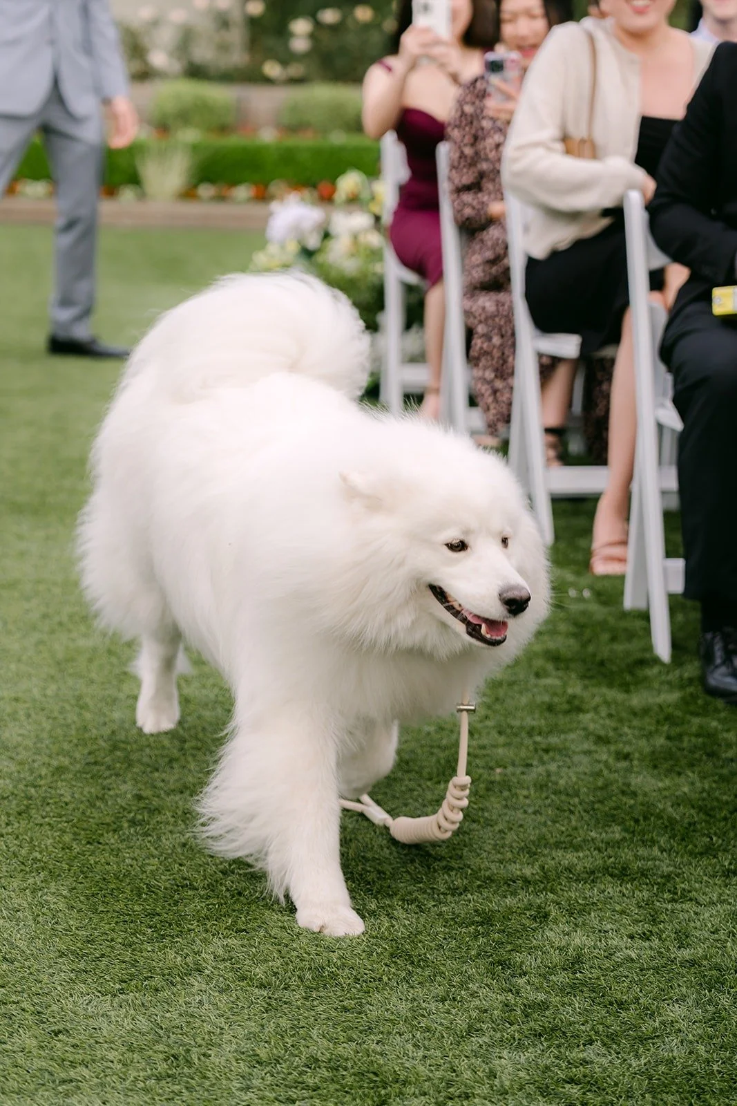 Snowball the white Samoyed walking down the aisle as ring bearer.
