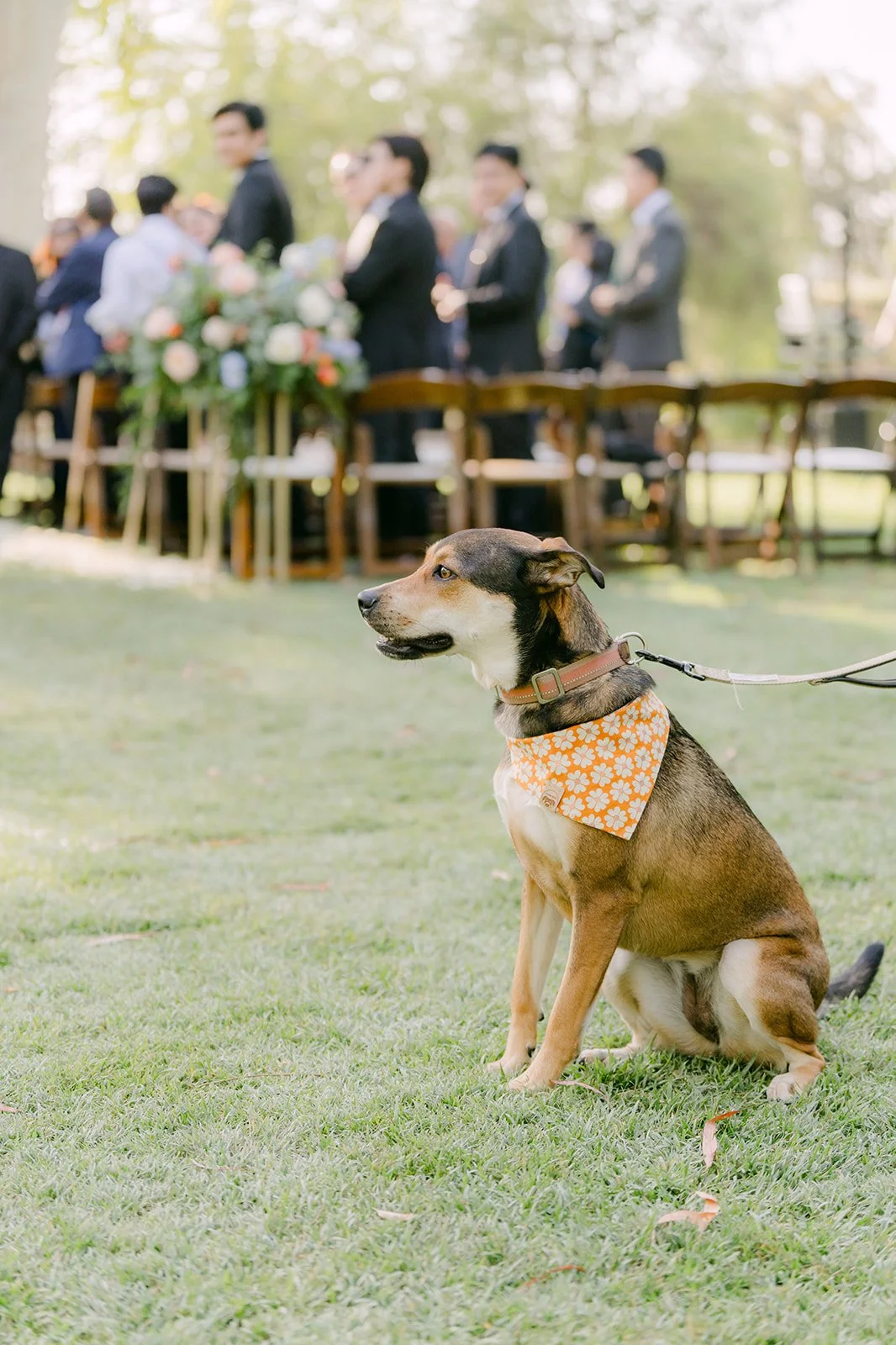 Bagel the dog sitting on the ceremony lawn in his bandana
