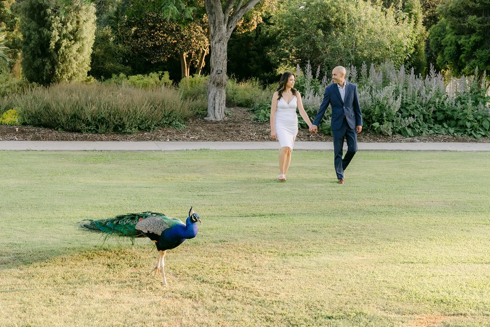 Francesca and Daniel stand on the lawn as a peacock wanders past.