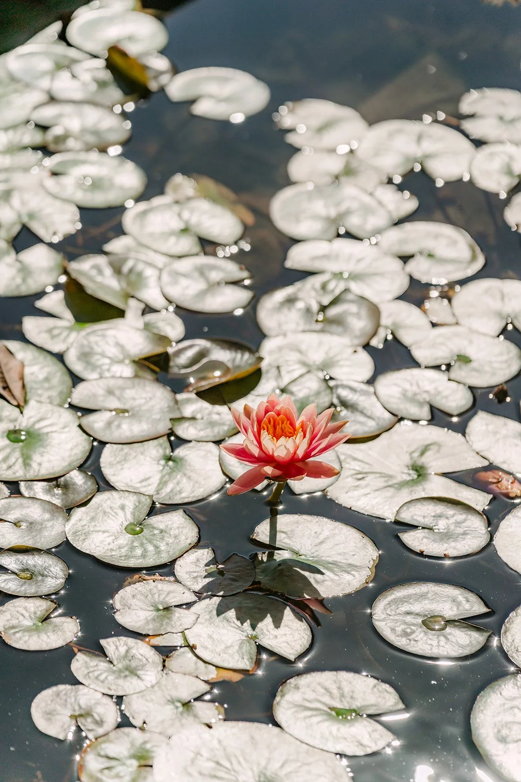 A pink water lily blooming among the lily pads in the reflecting pool.