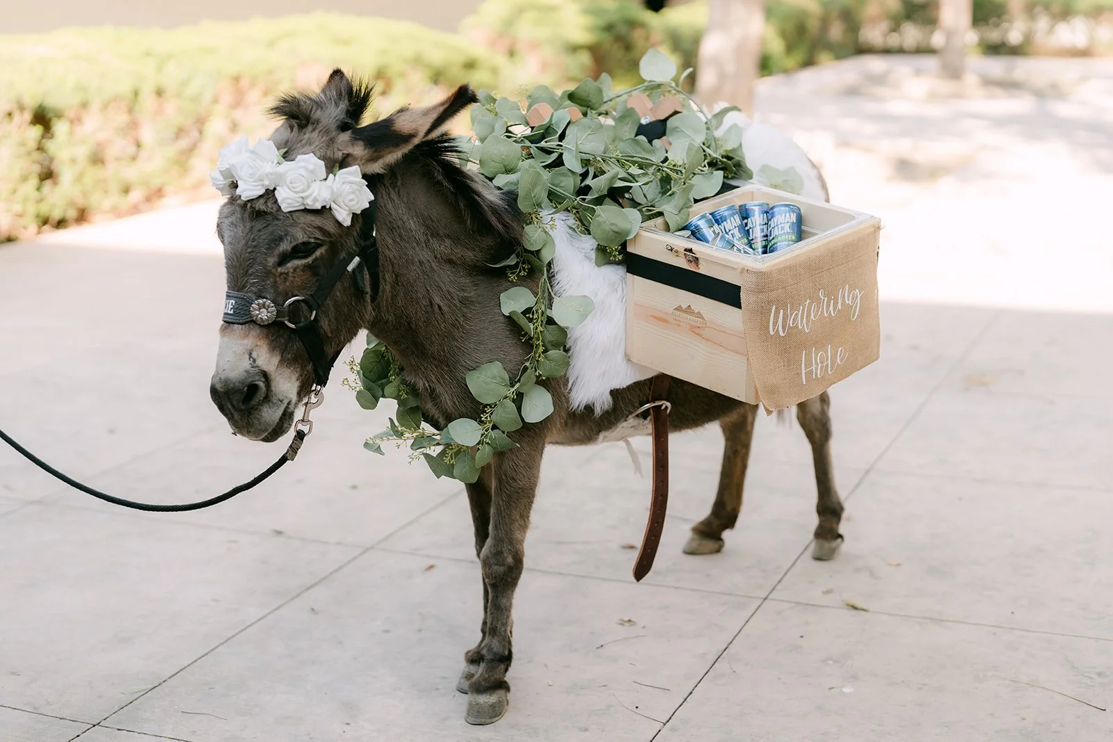 The beer donkey in a flower crown at cocktail hour.