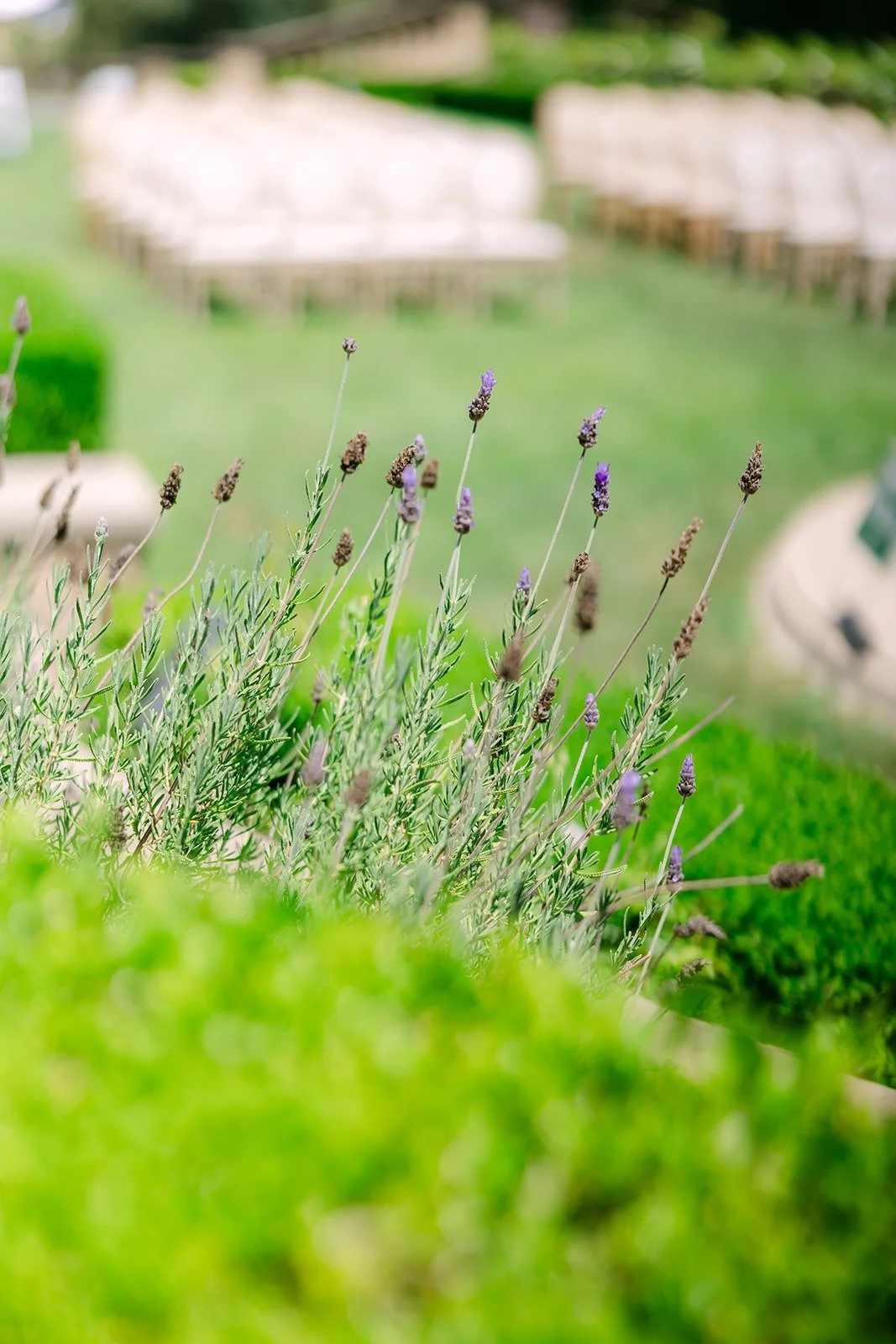 Lavender in the foreground of the ceremony lawn