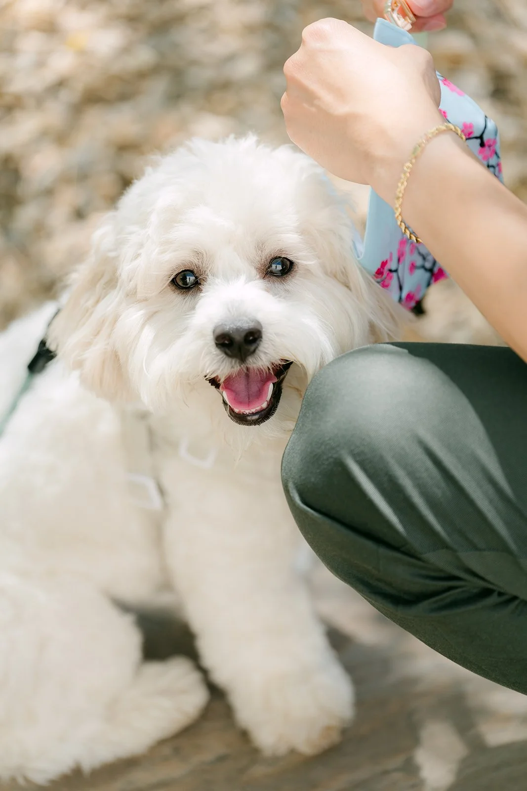 Tofu grinning as Alan gives him a treat, photographed by One and Only Production.