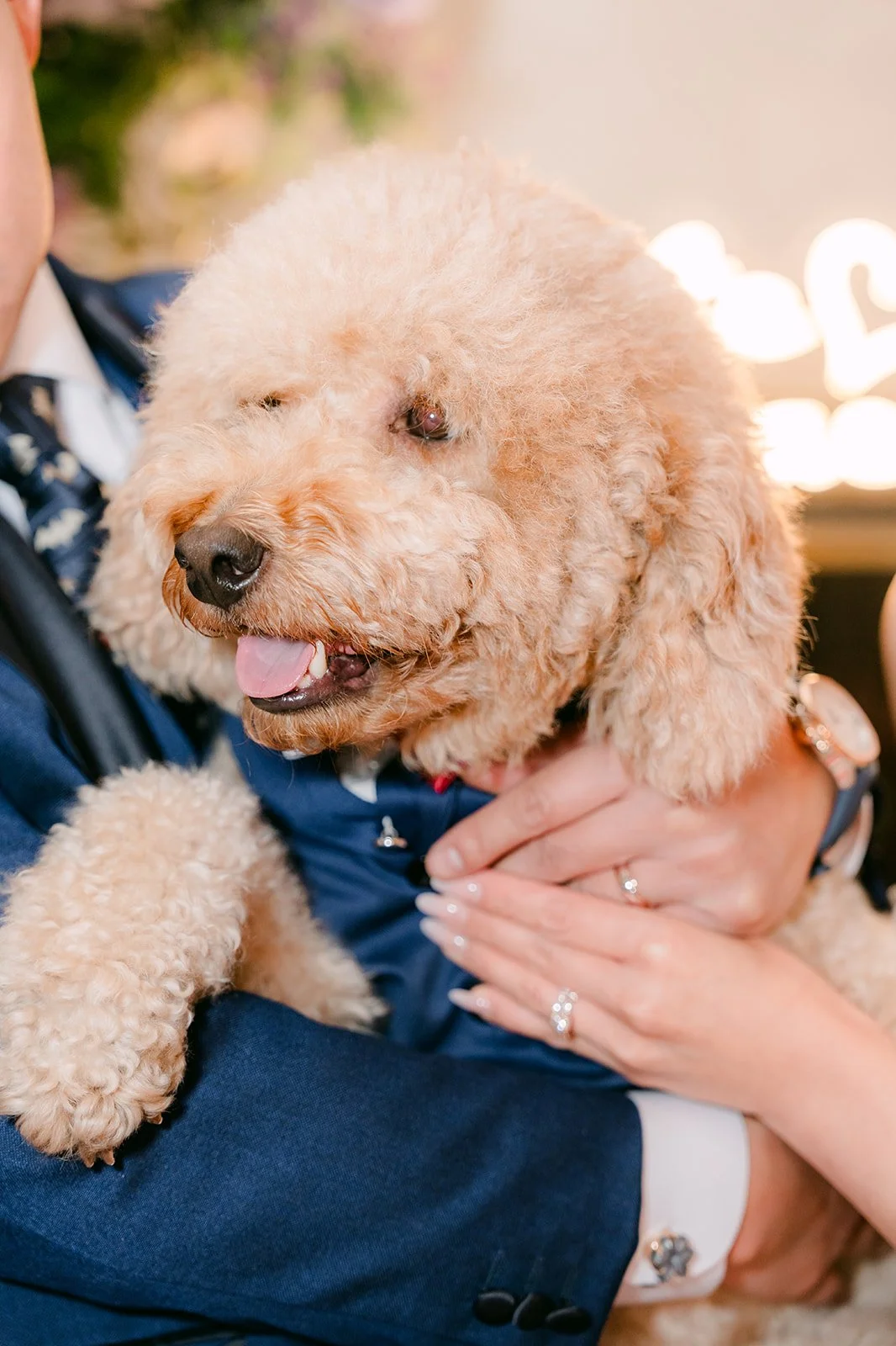 A fluffy poodle in a bow tie at the reception, photographed by One and Only Production.