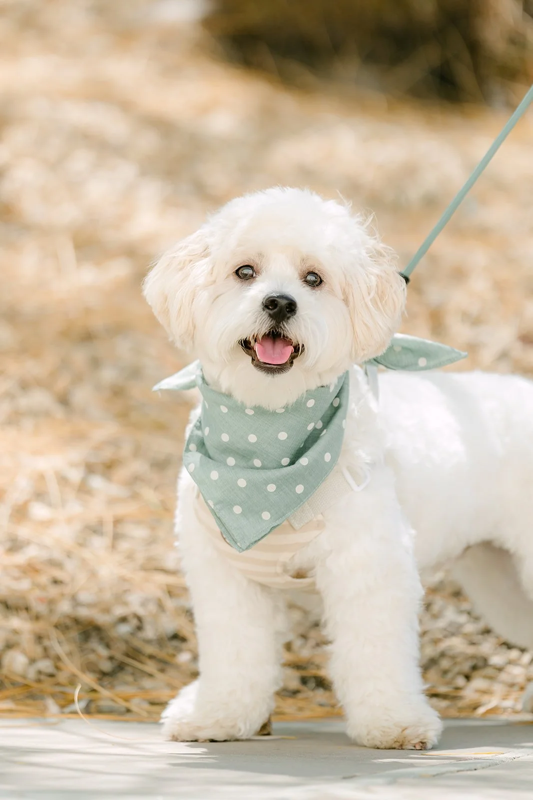 Tofu on his leash in front of the garden's textured ground cover.