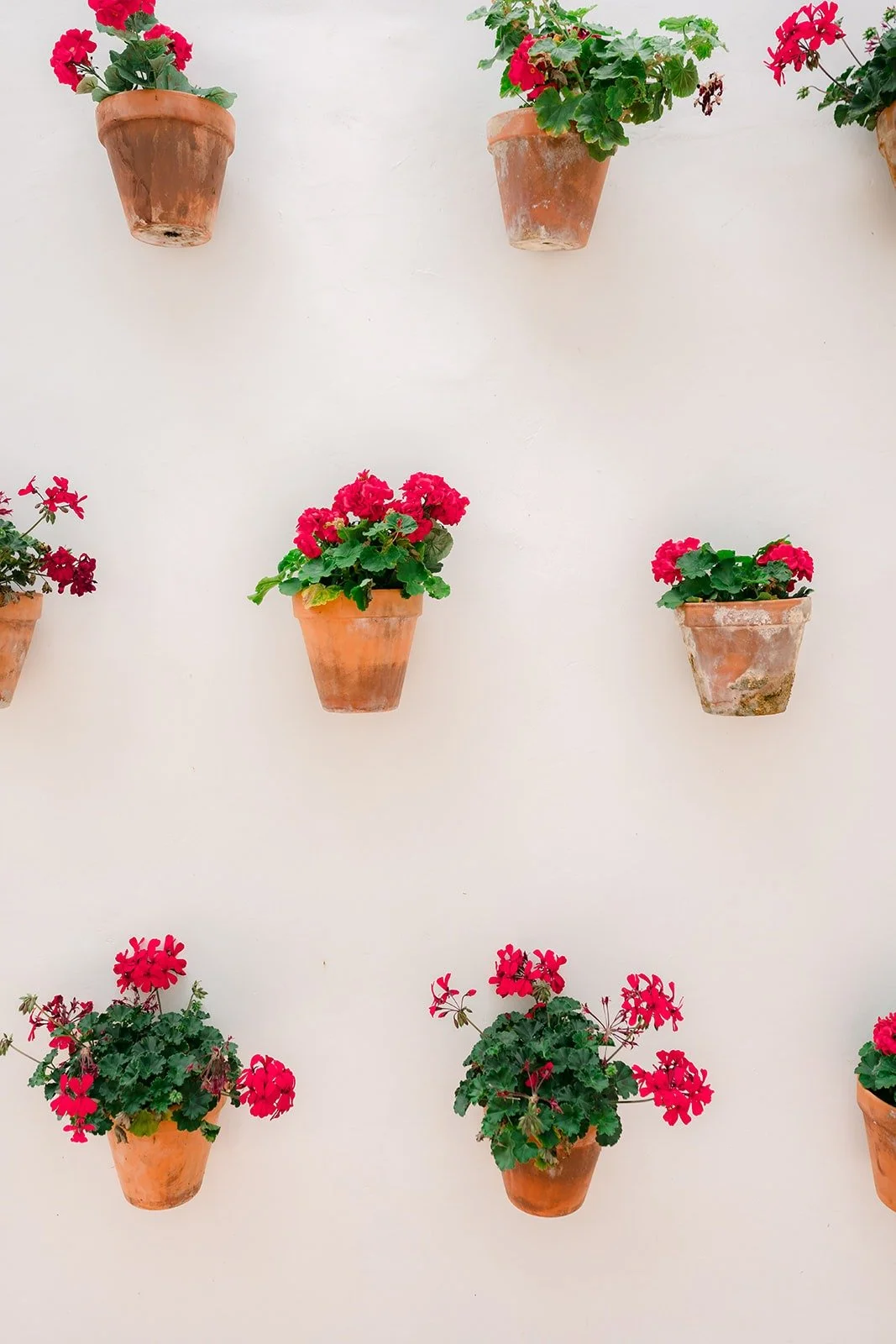 Terracotta pots of red geraniums on the white garden wall at La Ventura, photographed by One and Only Production