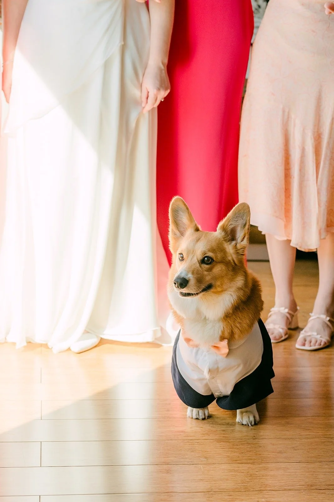 The corgi in its tuxedo sitting among the bridesmaids' gowns, photographed by One and Only Production