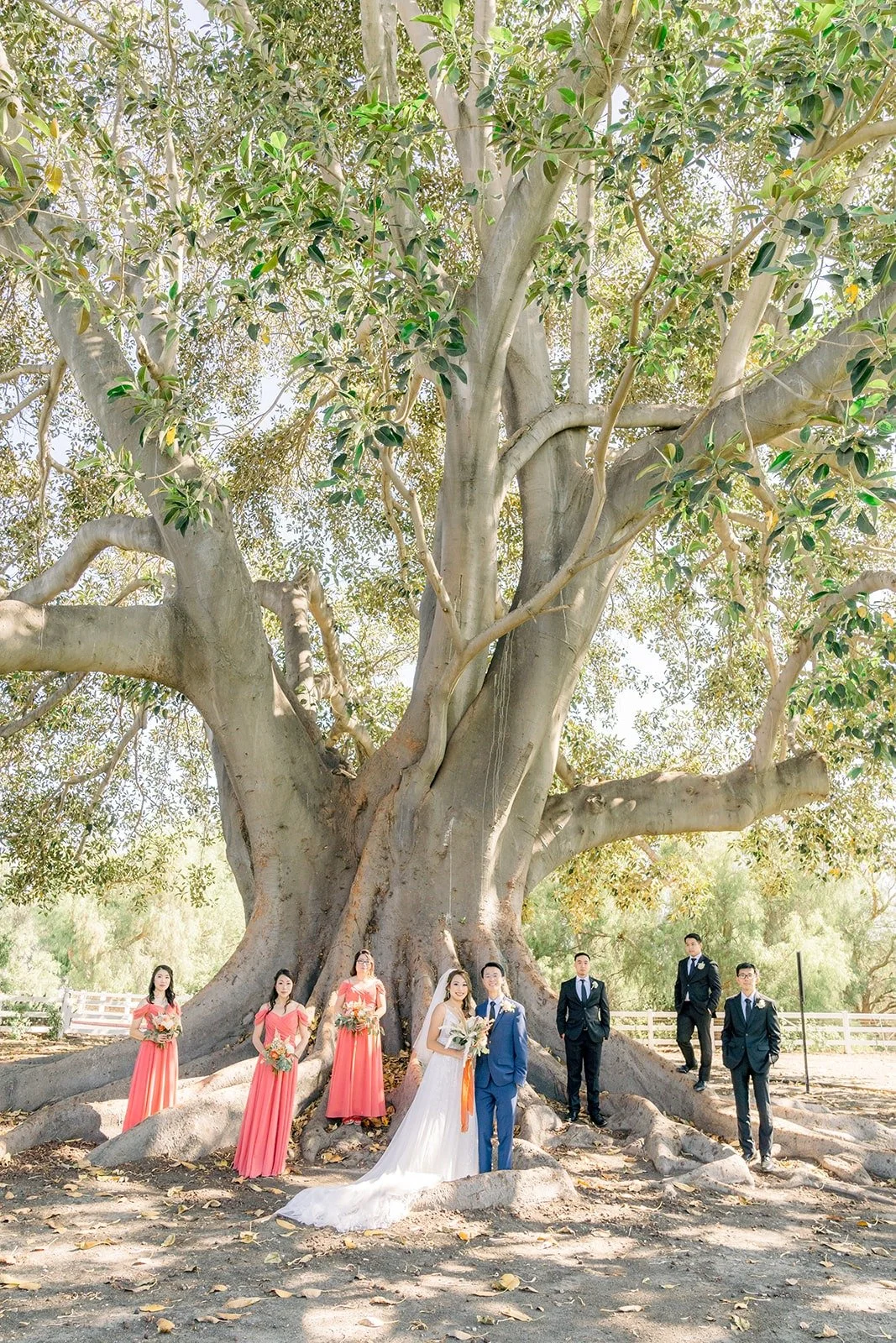 The full wedding party beneath the sprawling branches of the old tree
