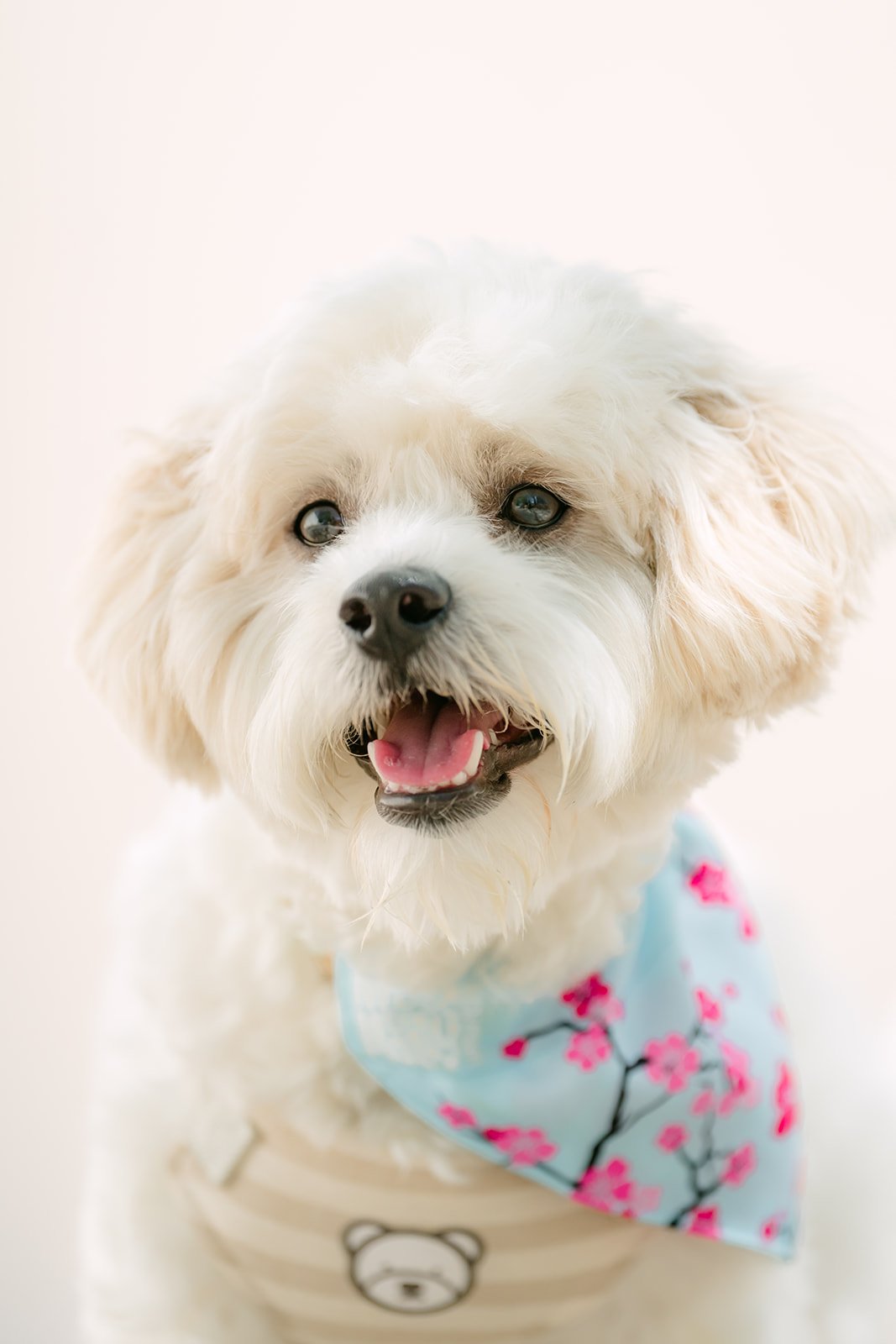 Portrait of Tofu in his cherry blossom bandana against a white wall.