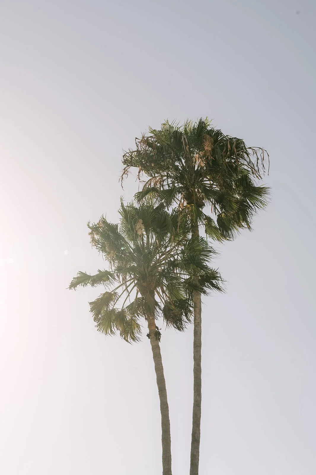 Palm trees against the Venice sky