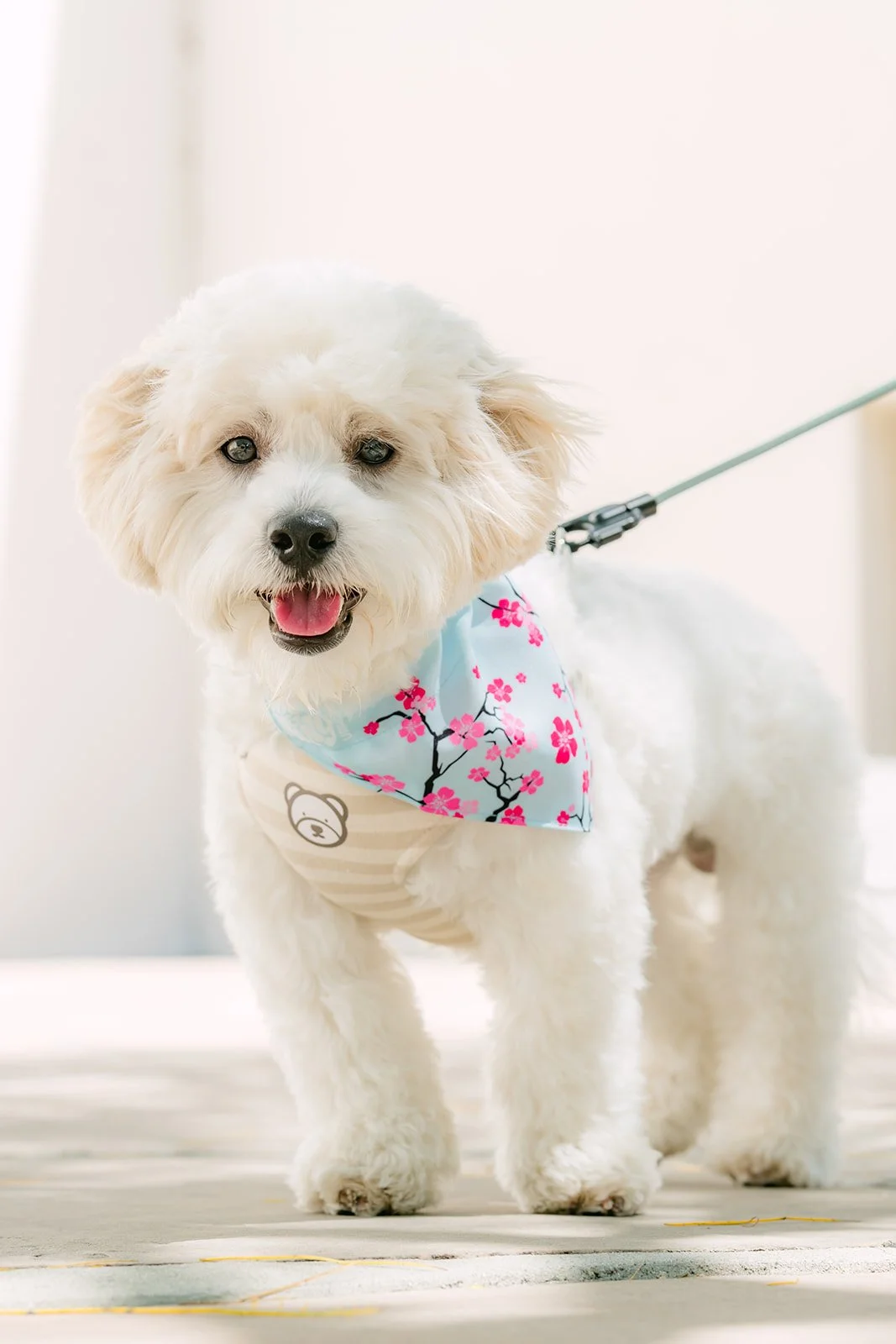 Tofu on his leash in his cherry blossom bandana and harness, photographed by One and Only Production.