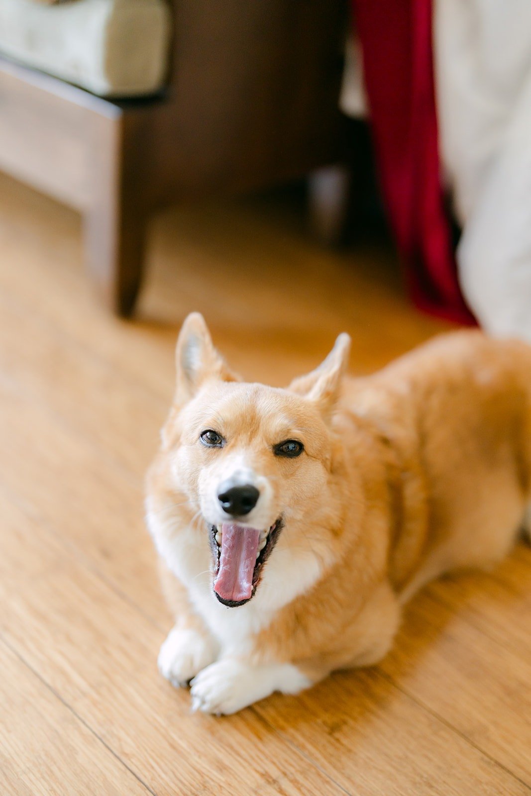 Pumpkin the corgi grinning on the hotel room floor