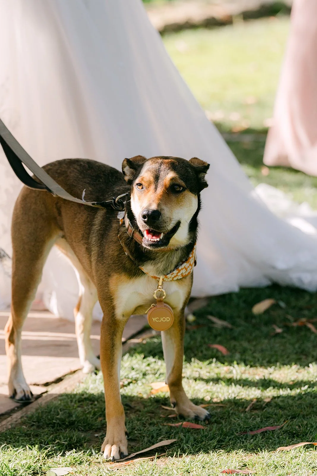 Bagel the dog walking down the aisle as ring bearer