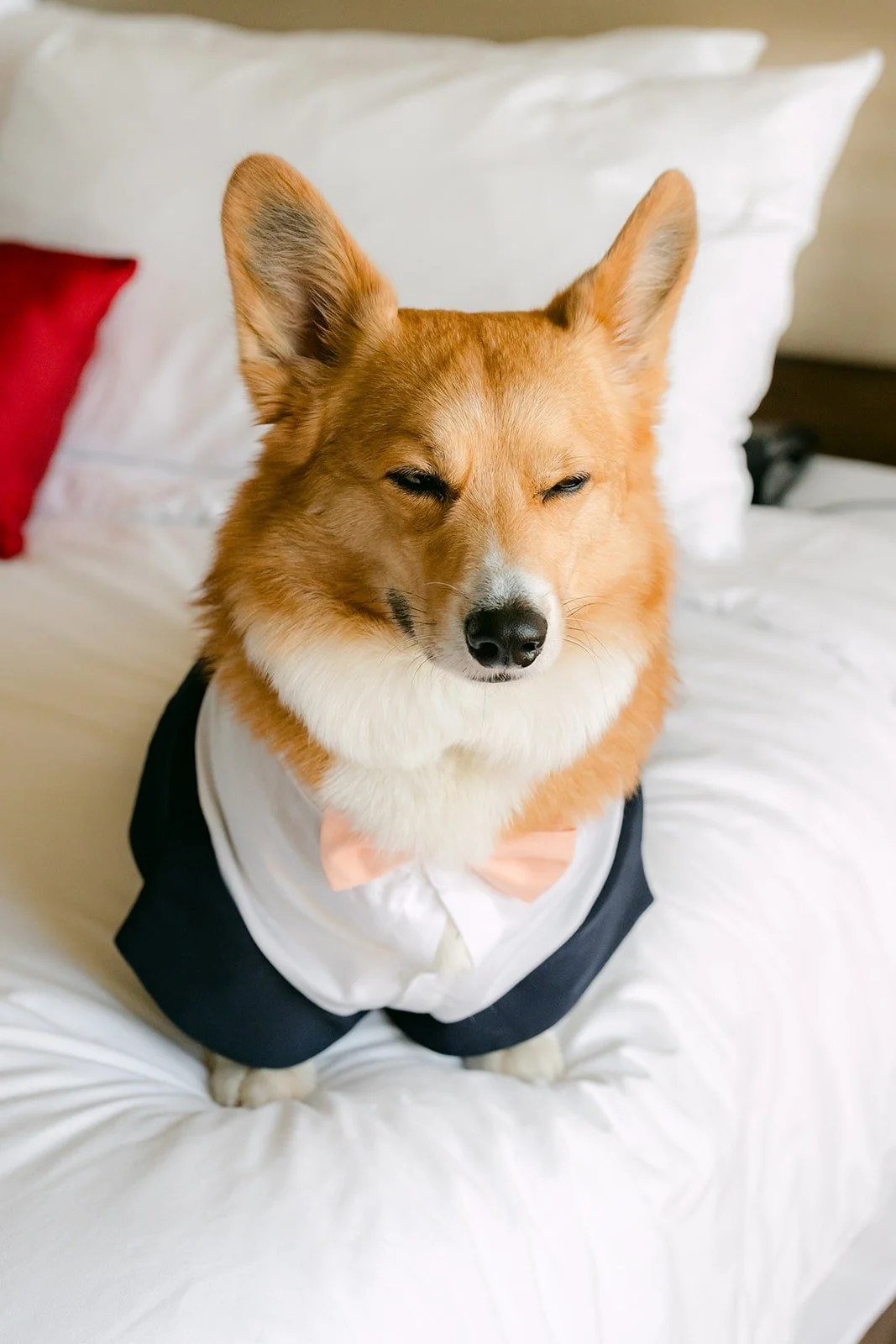 Pumpkin in a tuxedo bib on the hotel bed
