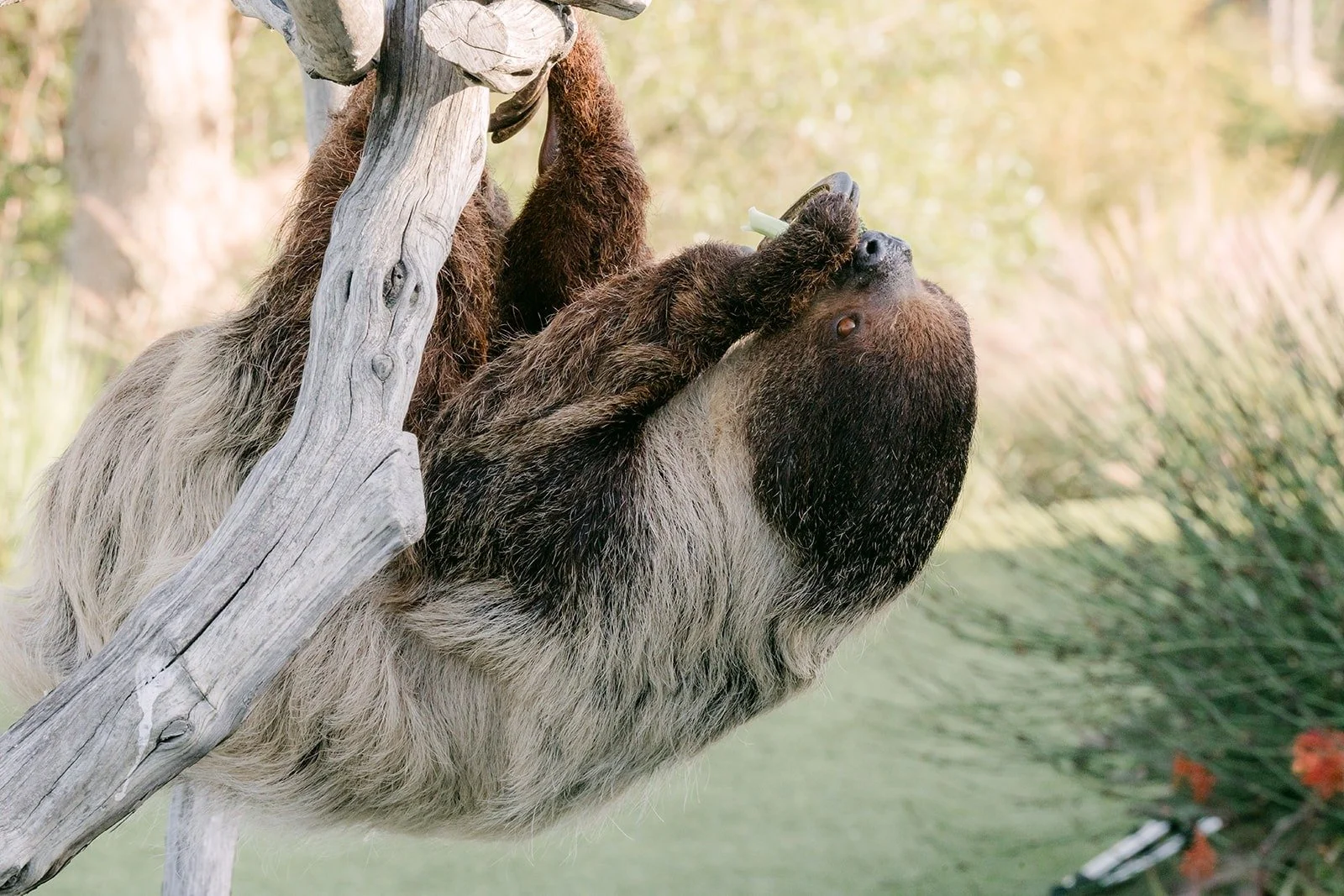 A sloth hanging from a branch during the animal encounter