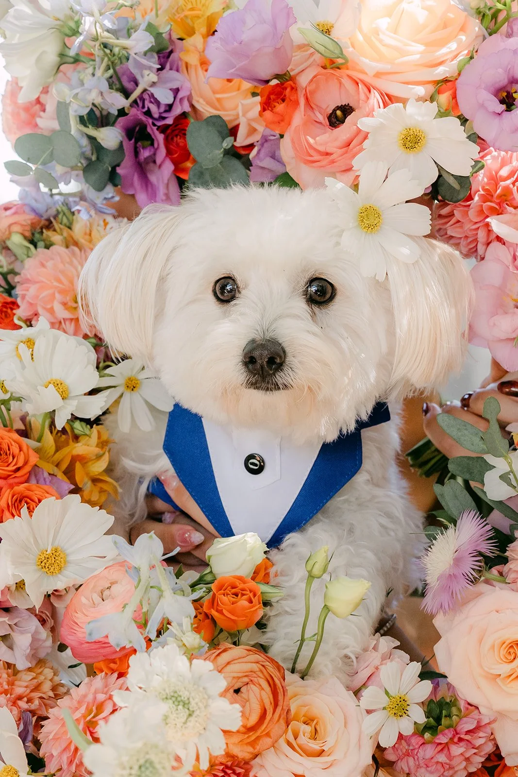 Soup the dog nestled into a bed of colorful flowers