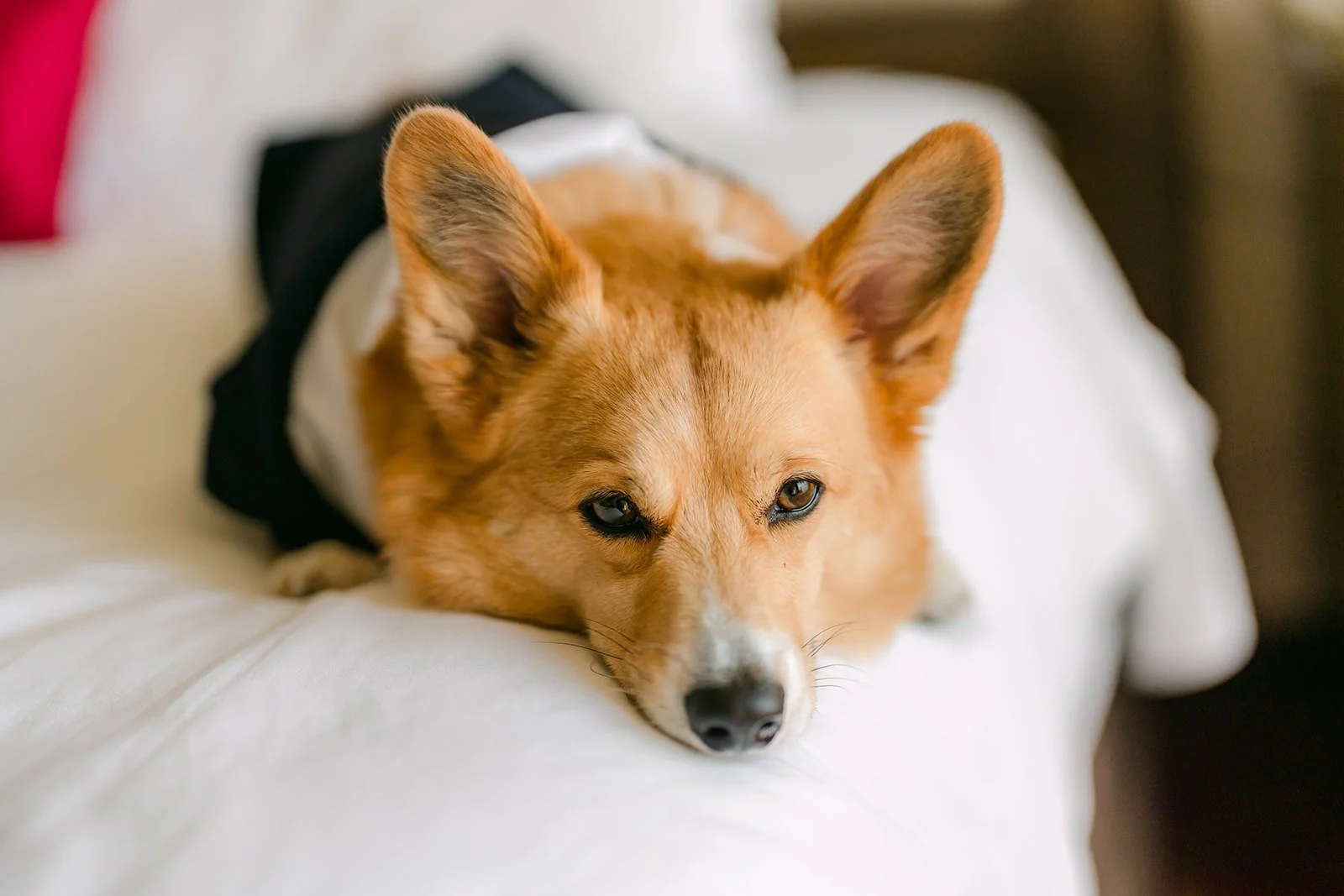 Pumpkin resting on the pillows, photographed by One and Only Production