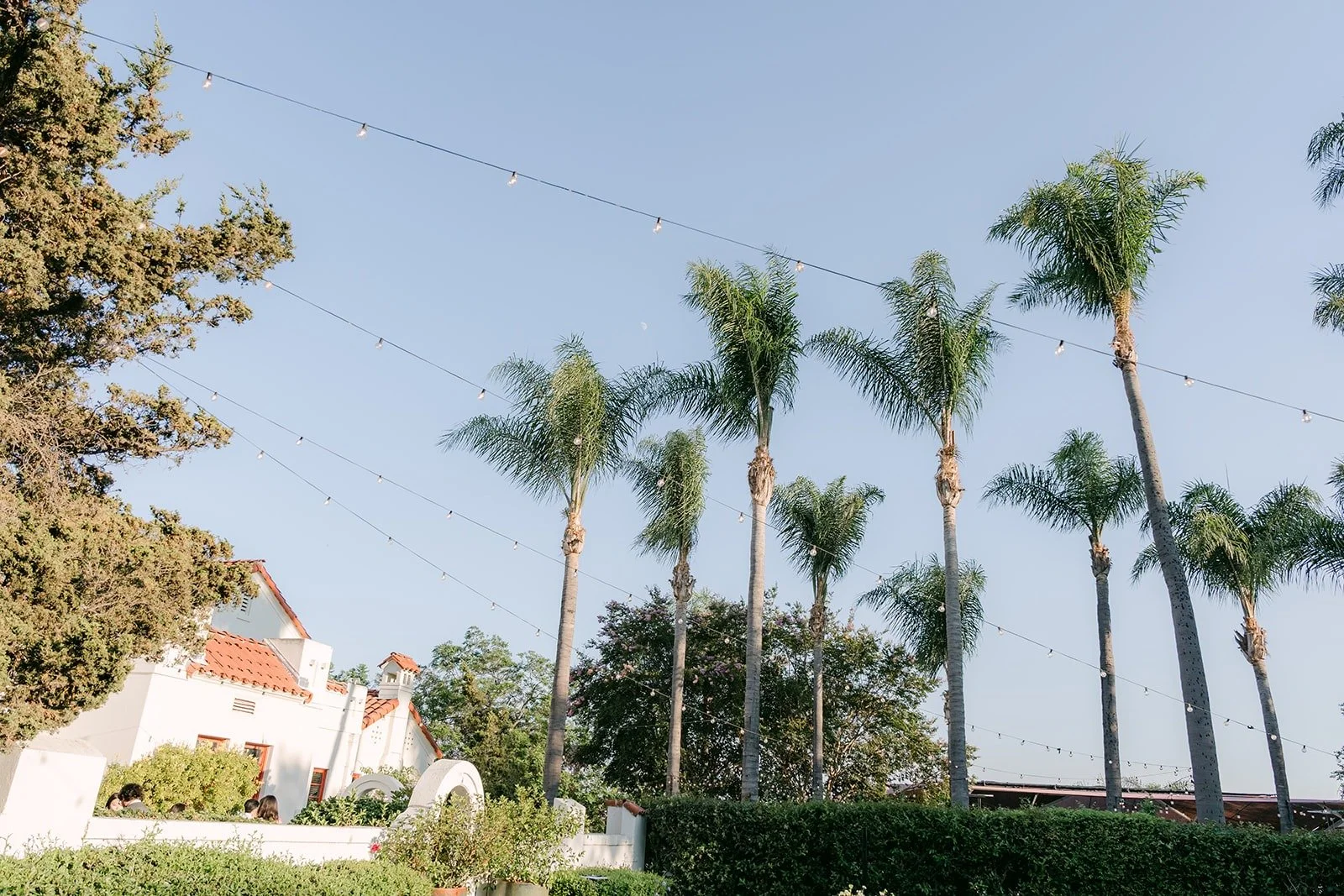 Palm trees and blue sky over the Adella Lawn at the Muckenthaler
