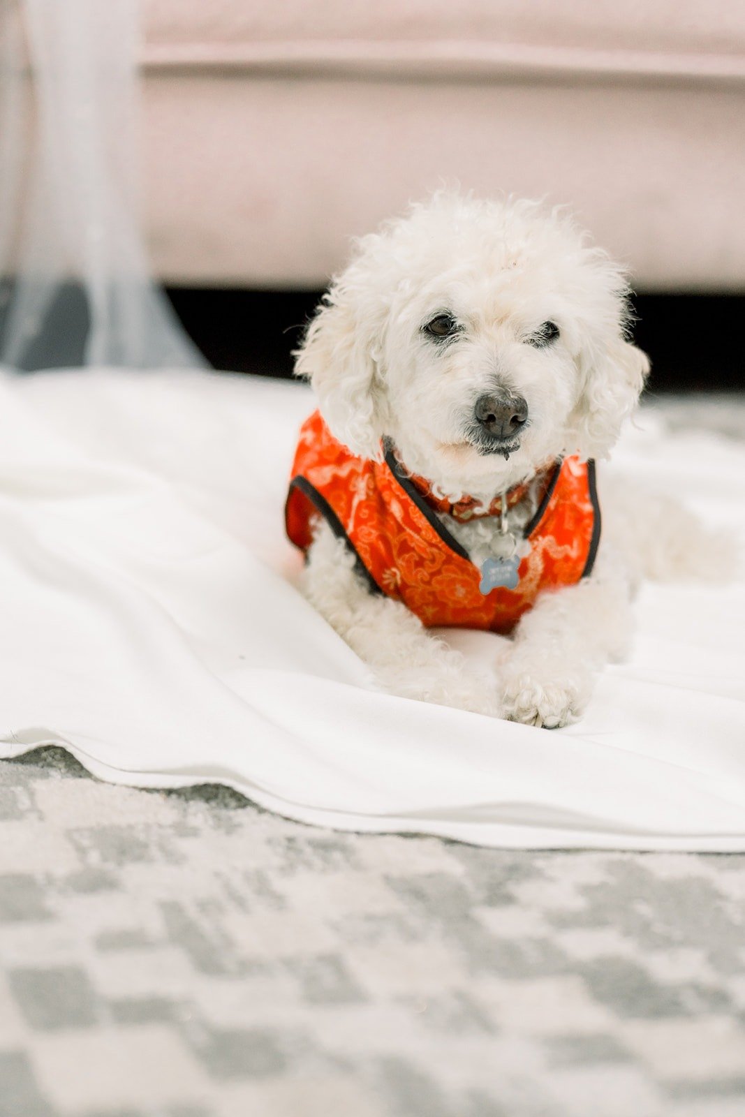 A fluffy white dog in a red outfit resting on Cindy's gown