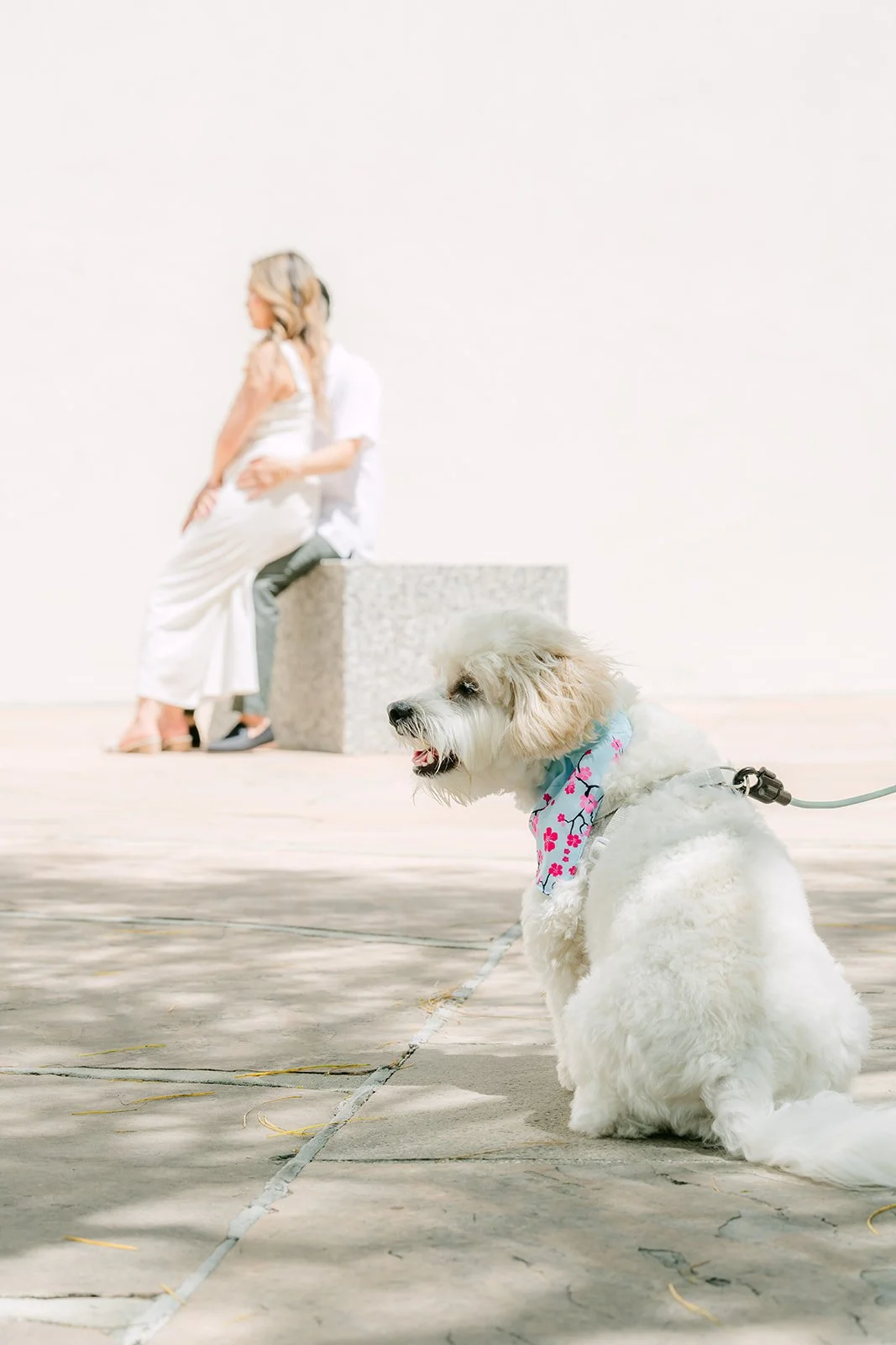 Tofu waits on his leash while Stephanie sits on a granite block.