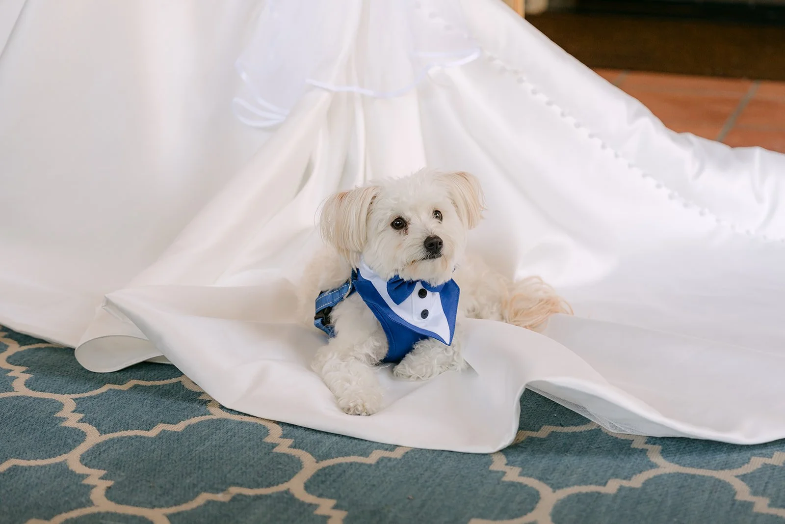 The tuxedoed pup sitting on the dress train