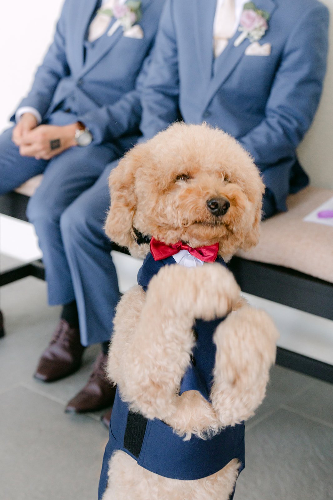 A fluffy poodle in a navy bow tie with the groomsmen.
