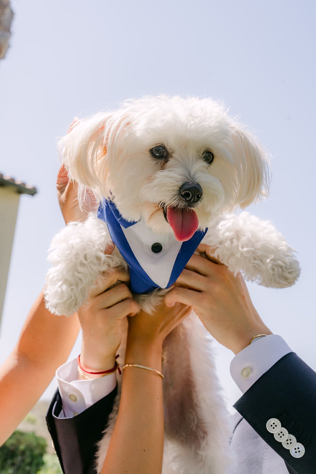Soup in his tuxedo bandana lifted to the sky