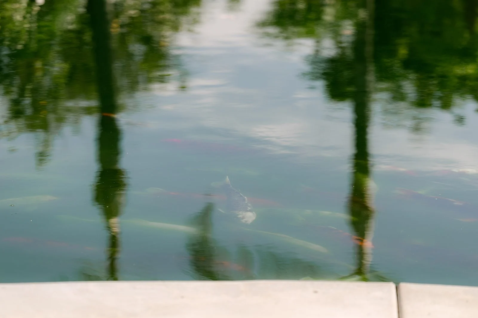 Palm trees reflected in the pond at The Grove of Redlands.