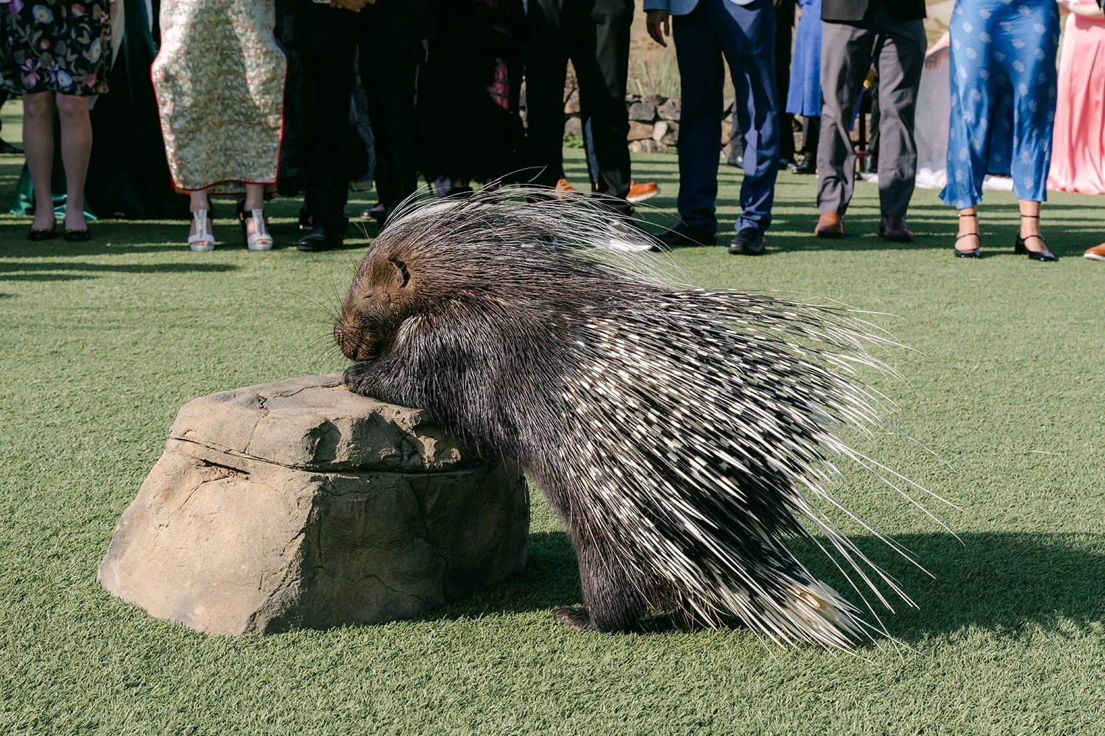 A porcupine walking past a rock during the cocktail hour animal encounter