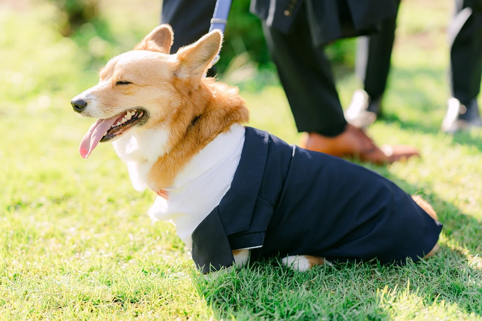 Pumpkin in his tuxedo sitting on the Rose Garden lawn