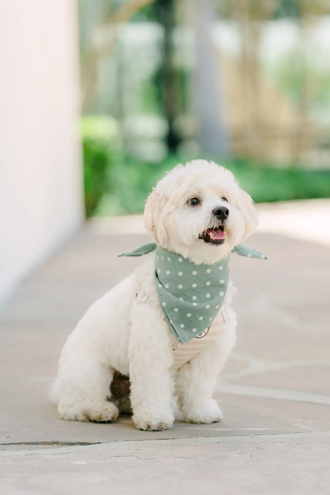 Tofu, a fluffy white dog in a green polka-dot bandana, sits on the garden path at Noguchi Garden.
