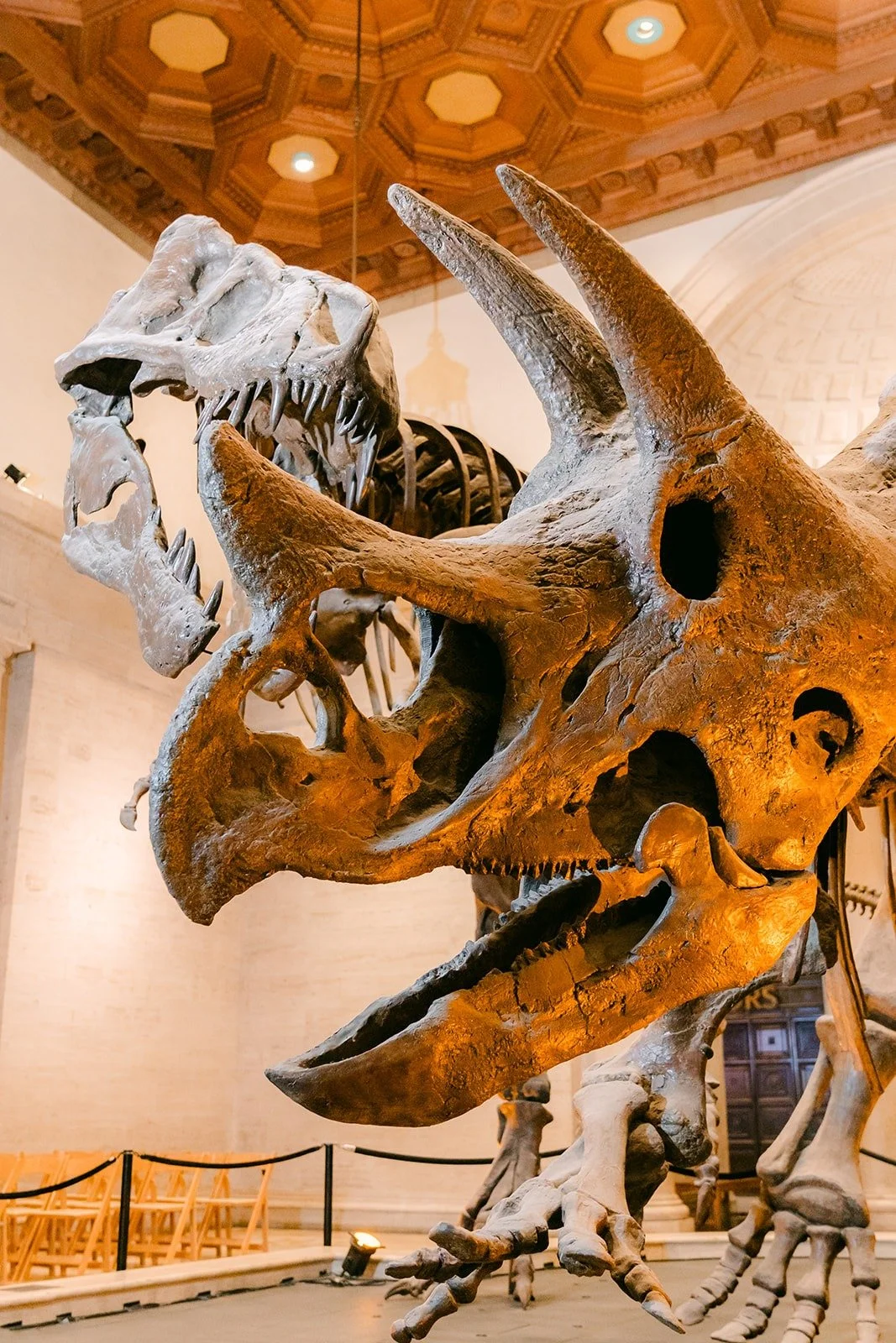 Close up of a dinosaur skull above the ceremony space