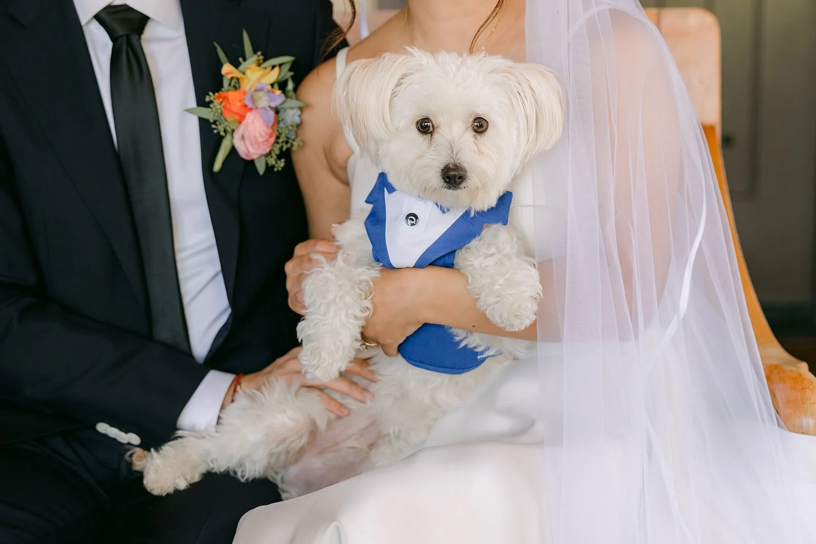 The pup tucked between the newlyweds' laps
