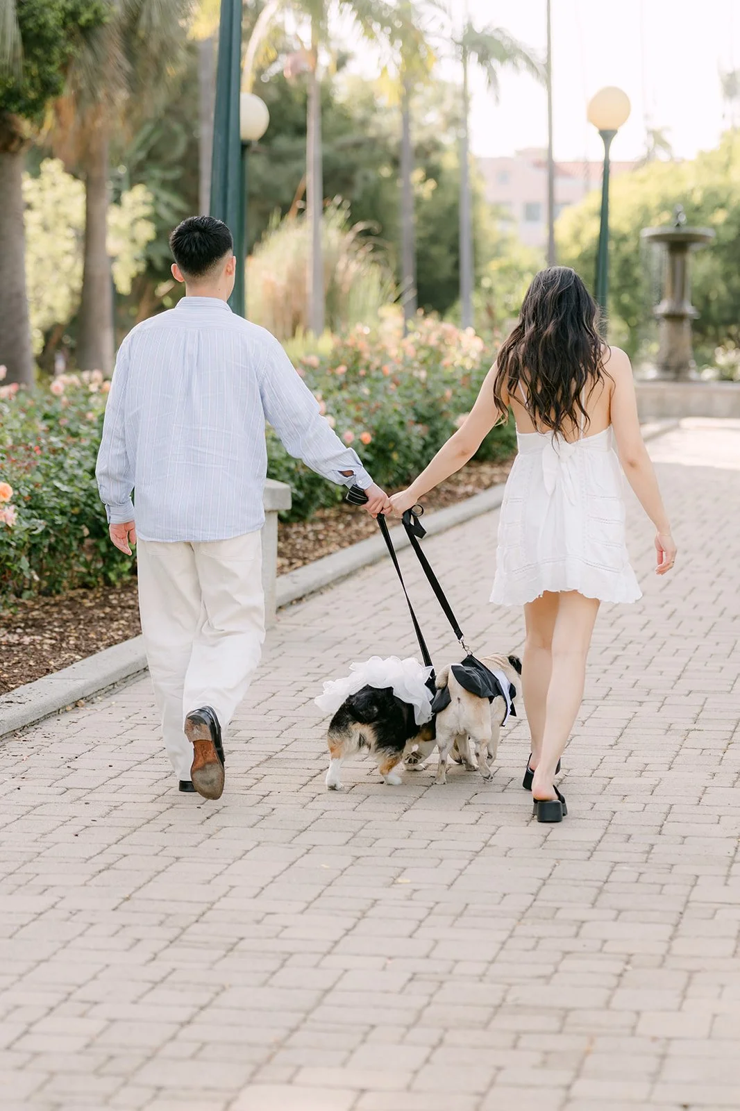 Jadee and Richard walk Bax and Lana down a palm-lined path at Will Rogers Memorial Park.