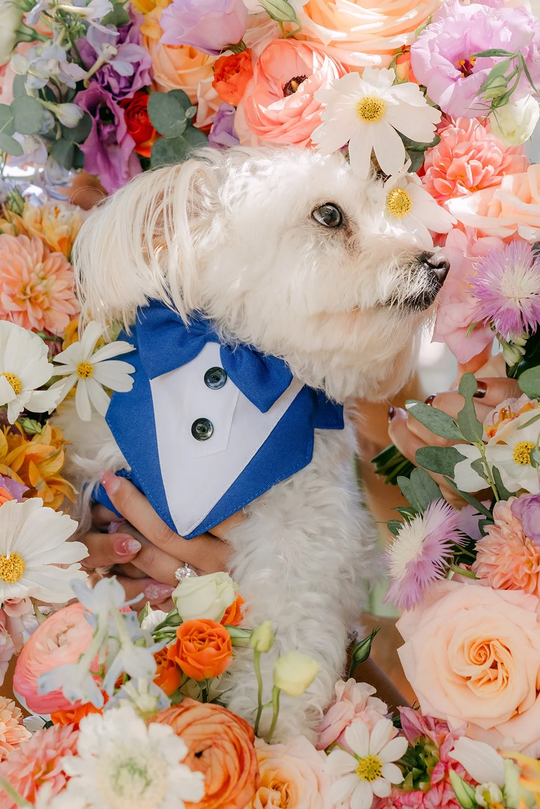 The tuxedoed pup looking up from the flower arrangement