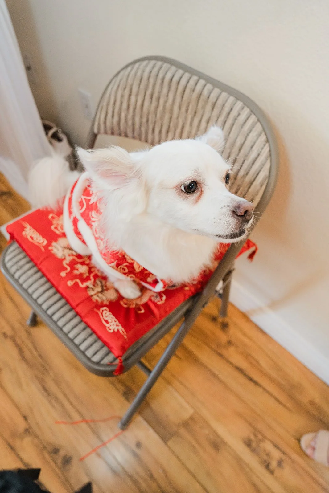 Olaf in a red bandana, photographed by One and Only Production.