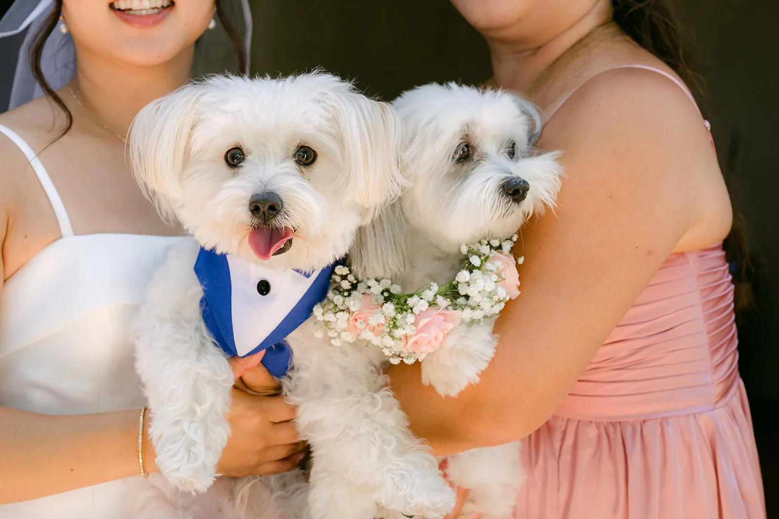 The two pups up close, one in a tuxedo and one in a floral collar