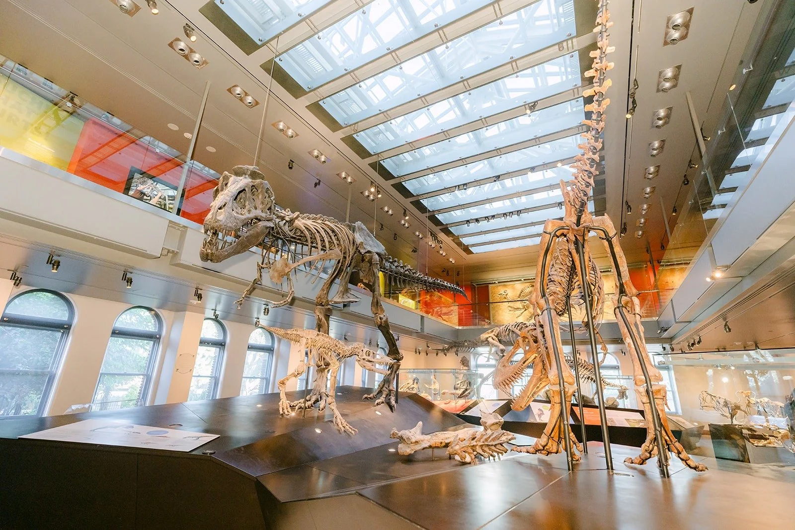 A skylit museum hall with a skeleton suspended overhead