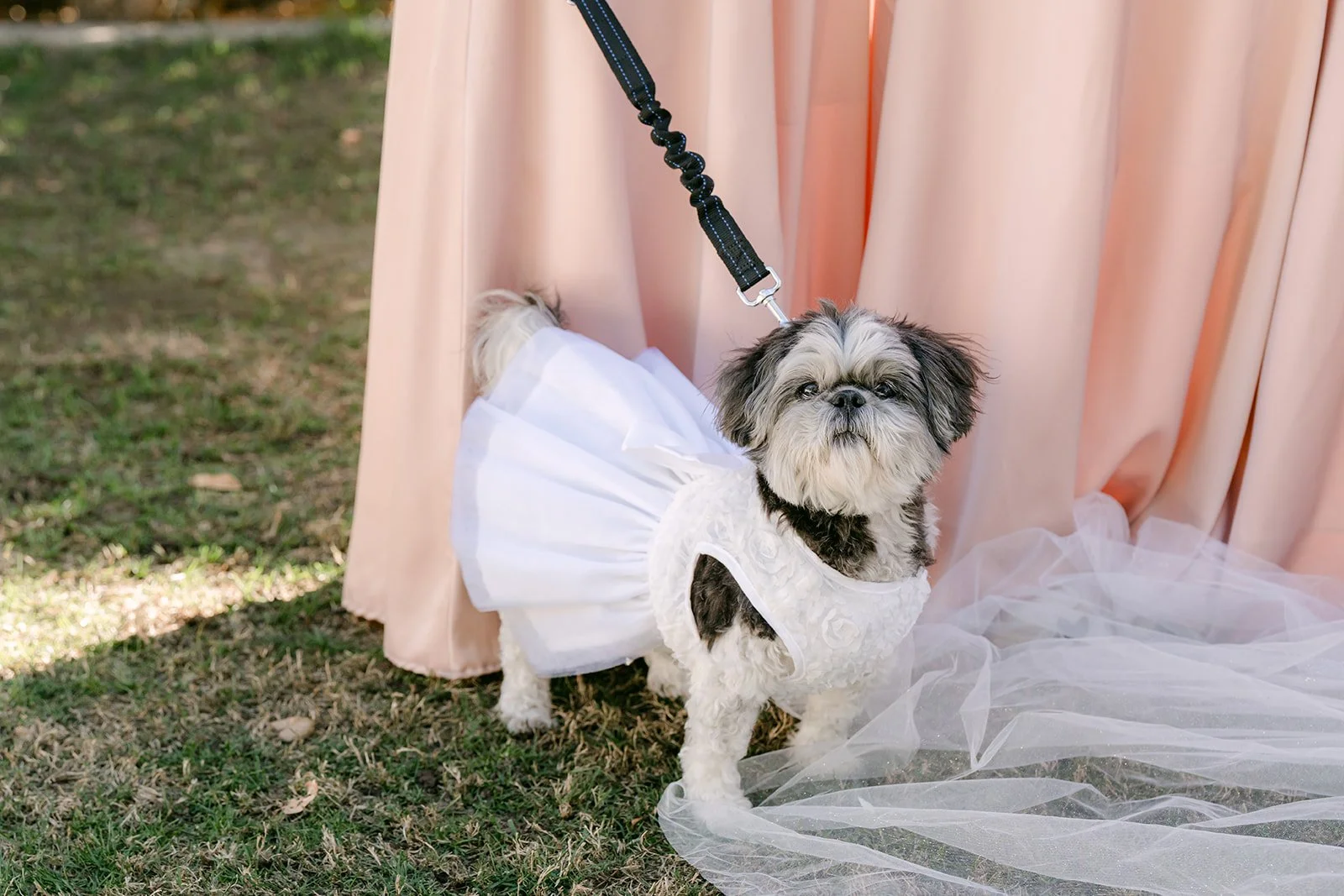 A small dog resting on the train of a bridesmaid's dress.