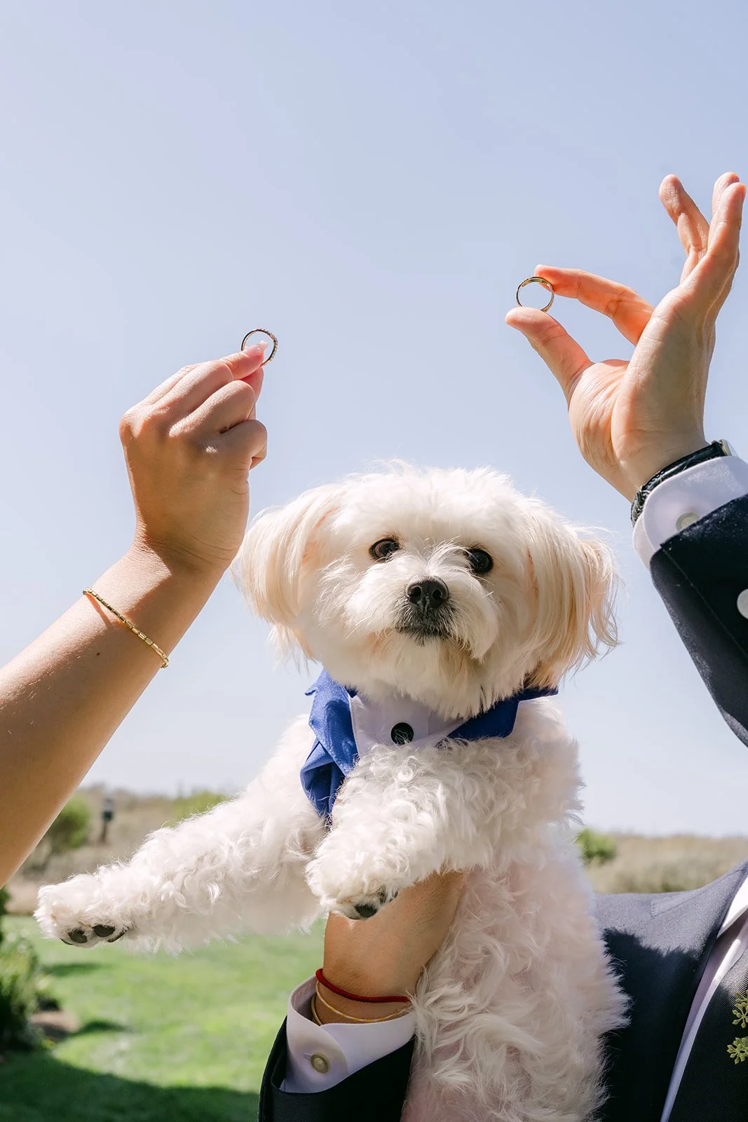 Holding the wedding rings above their ring bearer dog