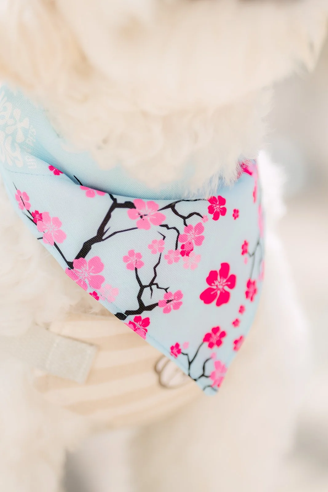Close-up of Tofu's pink cherry blossom bandana.