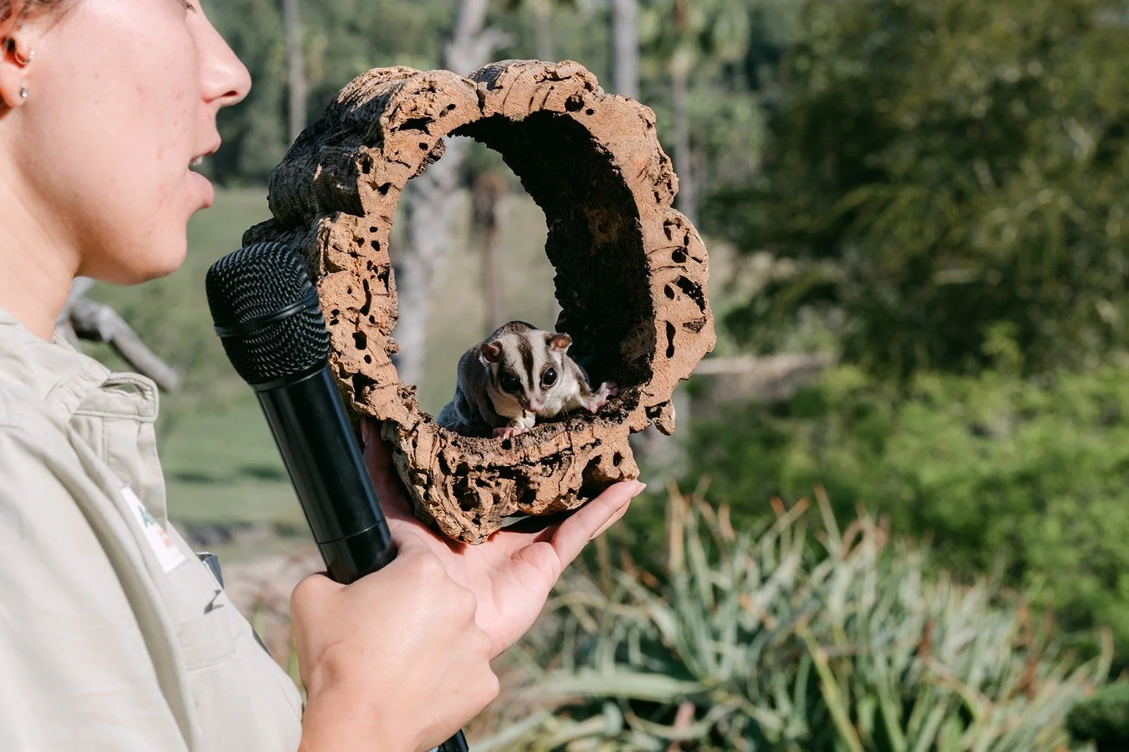 A small animal peeking out of a hollow log held by an animal care specialist