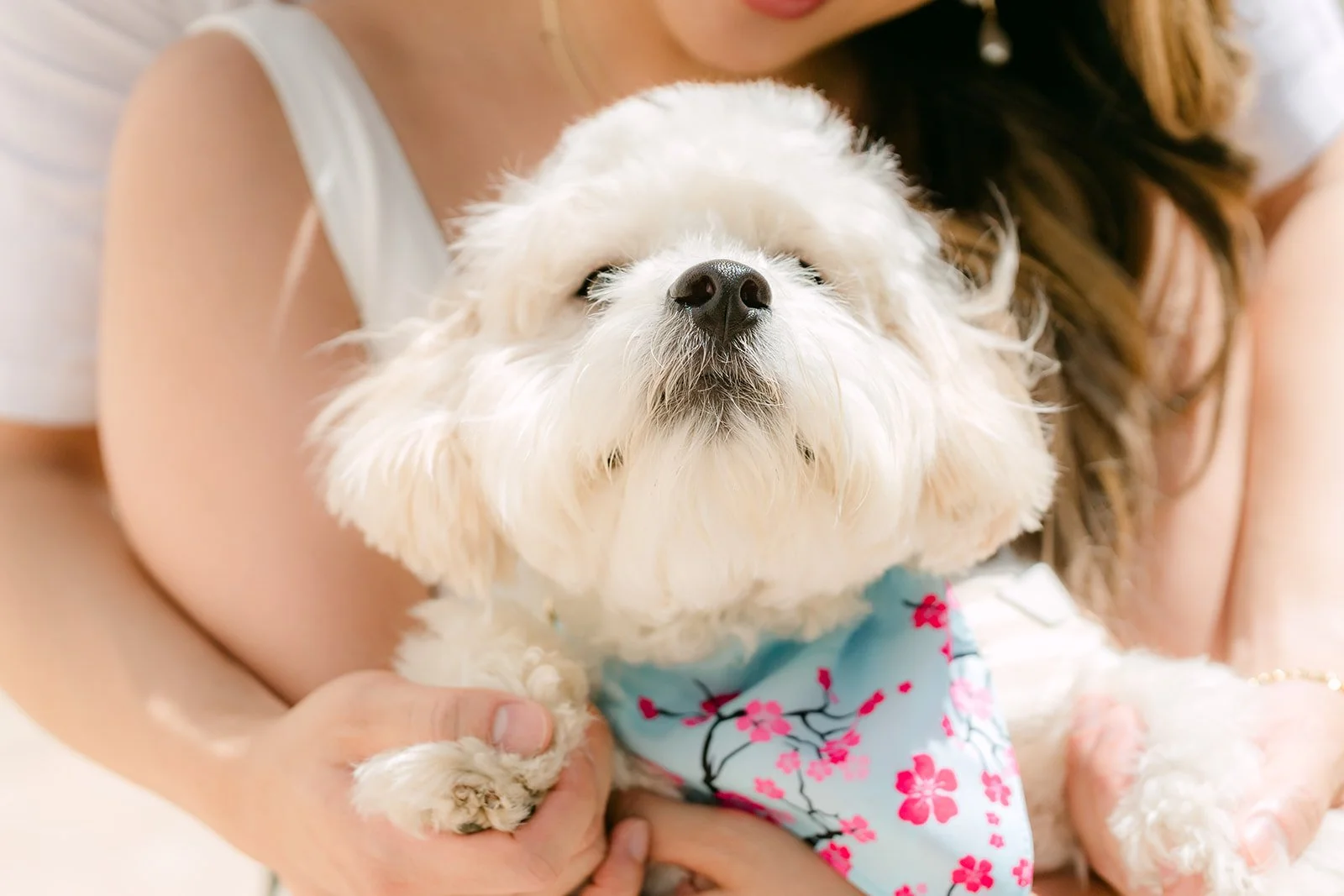 Close-up of Tofu held in Stephanie's arms.
