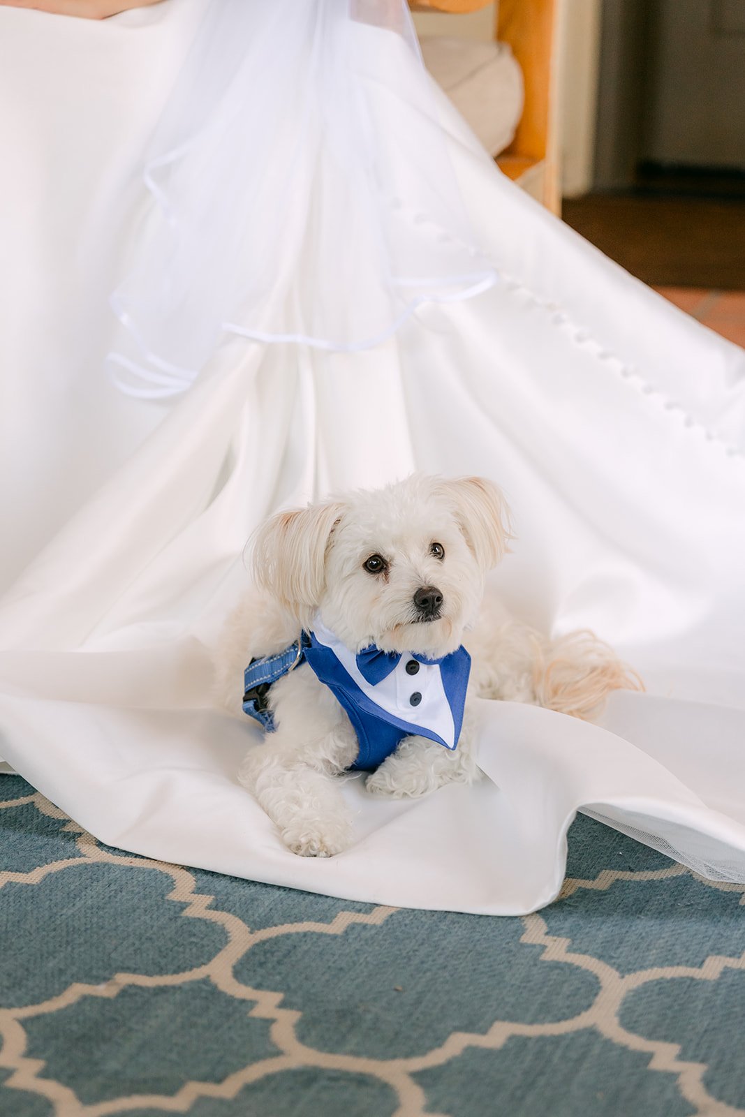 The dog peeking out from under the gown's train