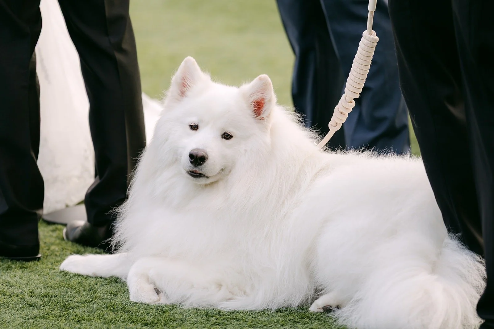 Snowball lying in the grass during the ceremony.