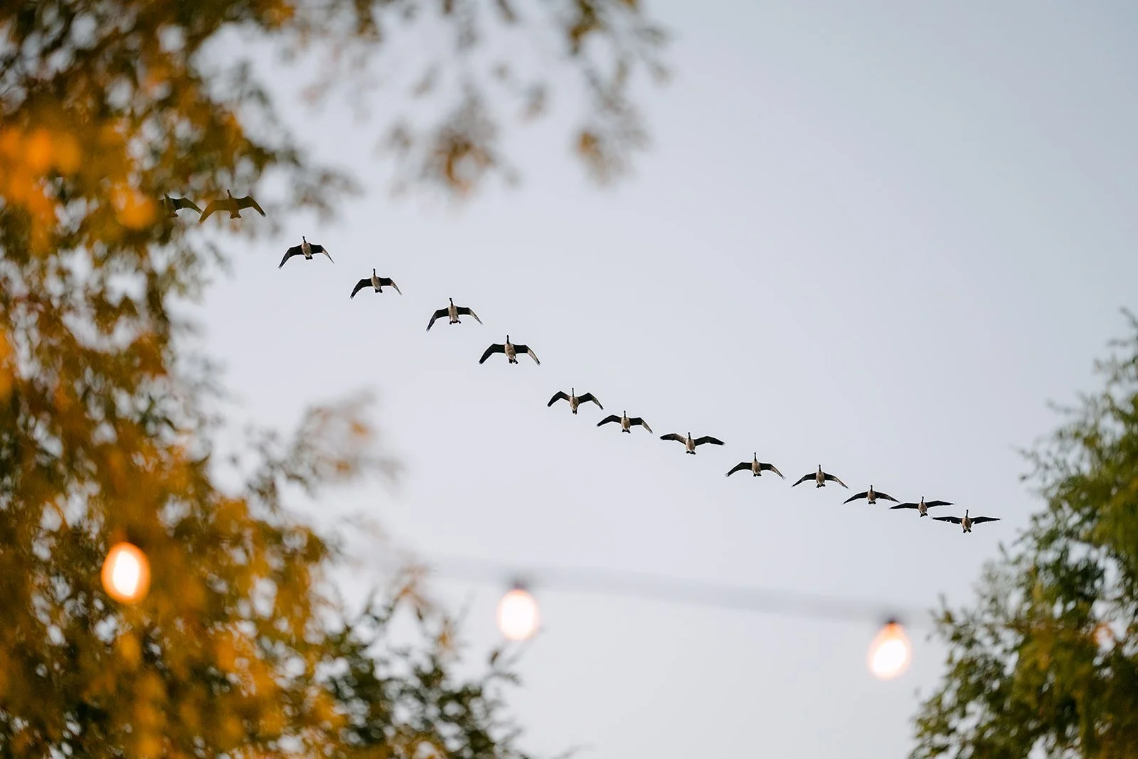 Birds crossing the market lights over Serra Plaza at dusk, photographed by One and Only Production