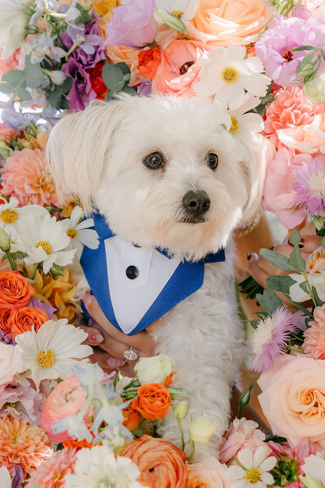 A flower-framed portrait of the ring bearer pup
