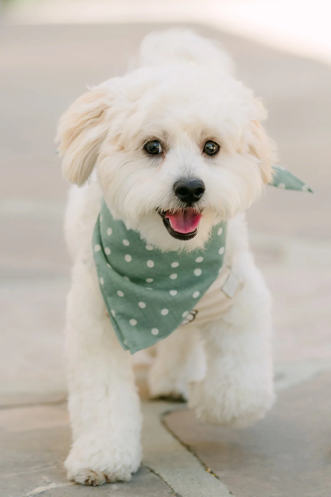 Tofu trots toward the camera in his green bandana.
