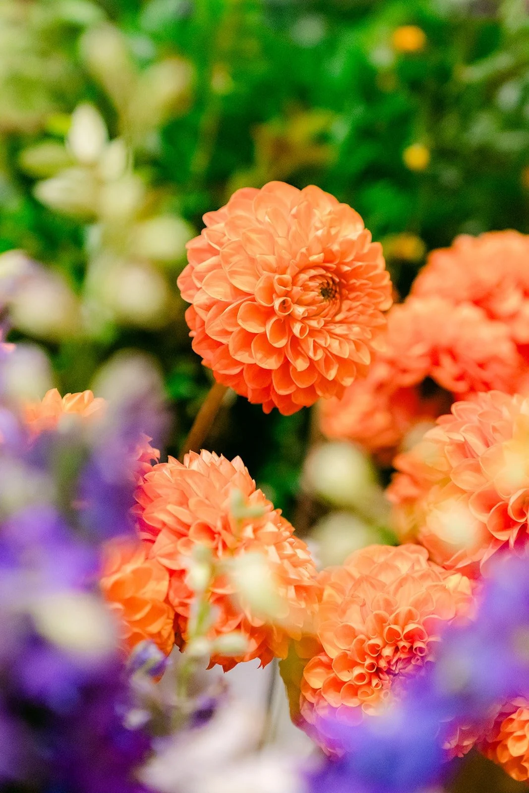 Close up of peach dahlias and violet blooms
